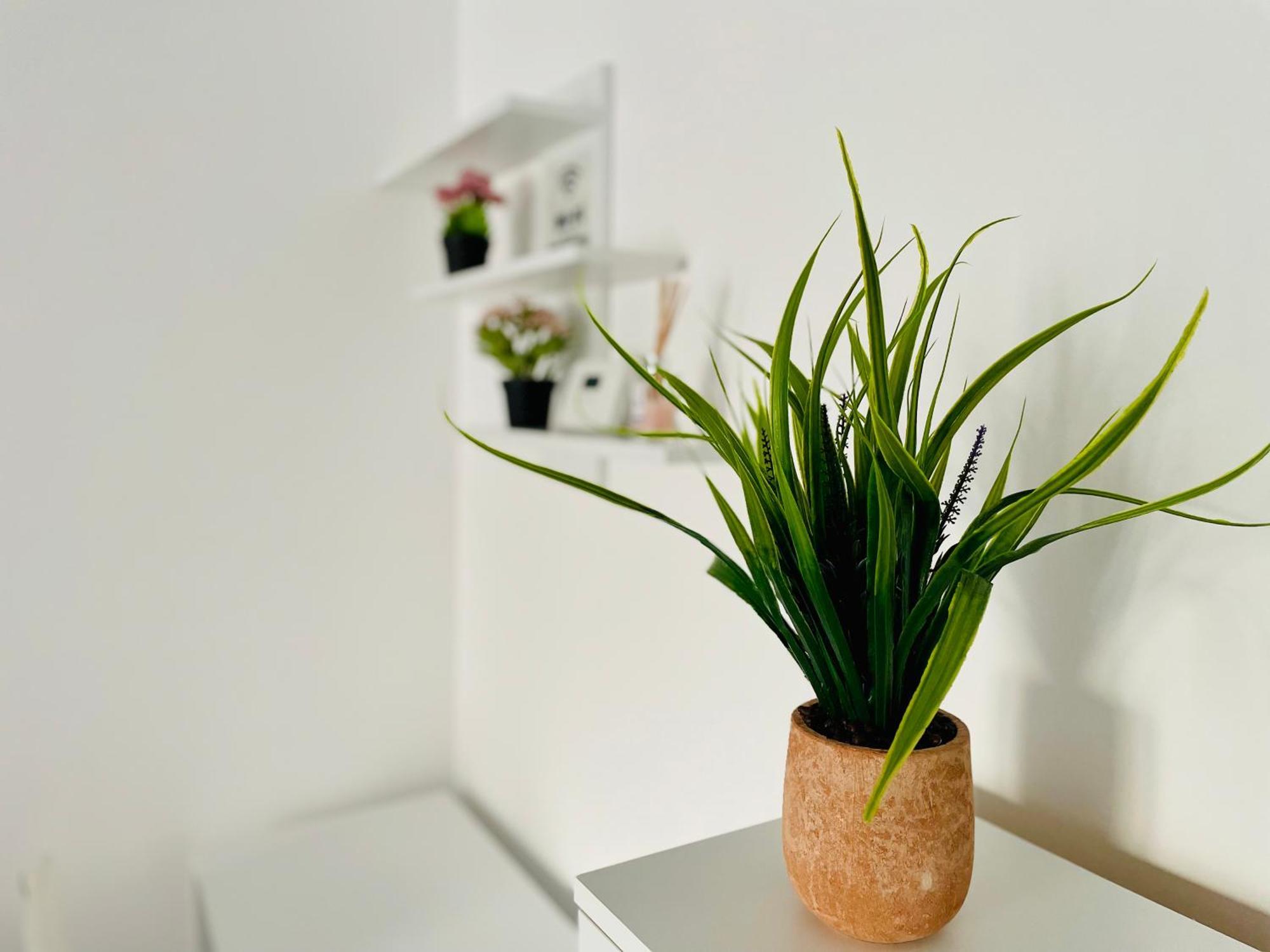 Montsee Brasov Apartment Bagian luar foto